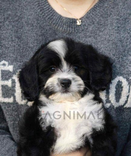ขายลูกสุนัขเบอร์เนดูเดิ้ล ซื้อสุนัข ซื้อหมา ได้ที่ Tagnimal