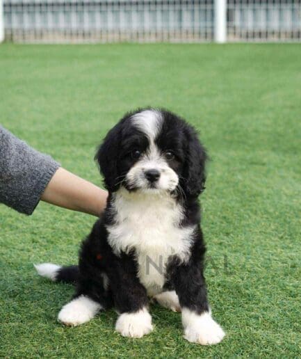 ขายลูกสุนัขเบอร์เนดูเดิ้ล ซื้อสุนัข ซื้อหมา ได้ที่ Tagnimal