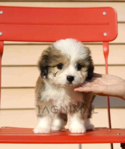 Bernedoodle puppy for sale, dog for sale at Tagnimal