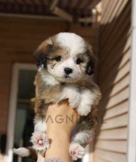 Bernedoodle puppy for sale, dog for sale at Tagnimal