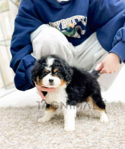 Bernedoodle puppy for sale, dog for sale at Tagnimal