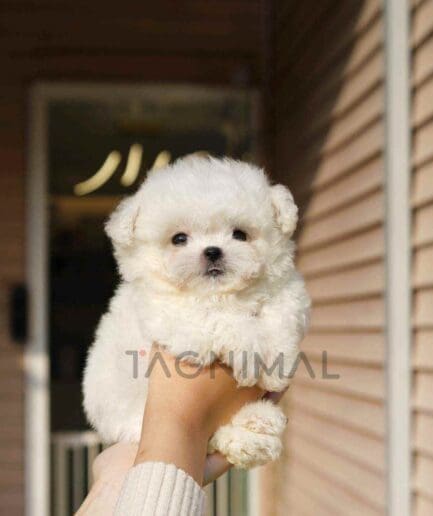 Bichon puppy for sale, dog for sale at Tagnimal