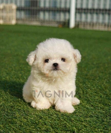 Bichon puppy for sale, dog for sale at Tagnimal
