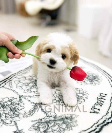 Cavapoo puppy for sale, dog for sale at Tagnimal