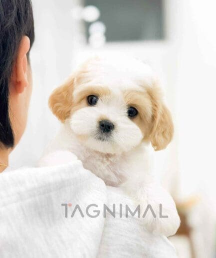 Cavapoo puppy for sale, dog for sale at Tagnimal