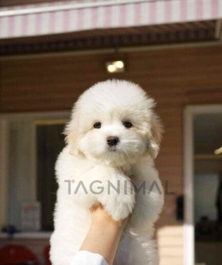 Coton de Tulear puppy for sale, dog for sale at Tagnimal