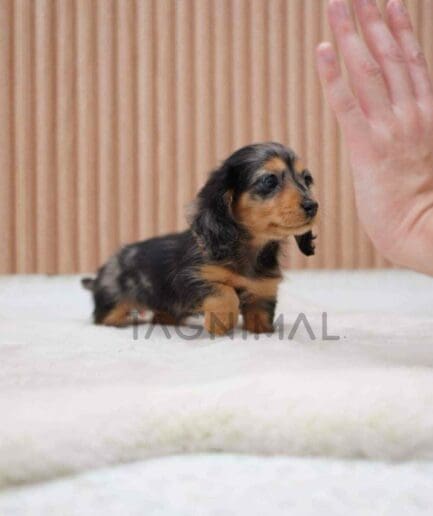 Dachshund puppy for sale, dog for sale at Tagnimal