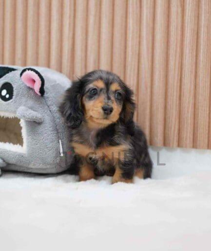 Dachshund puppy for sale, dog for sale at Tagnimal