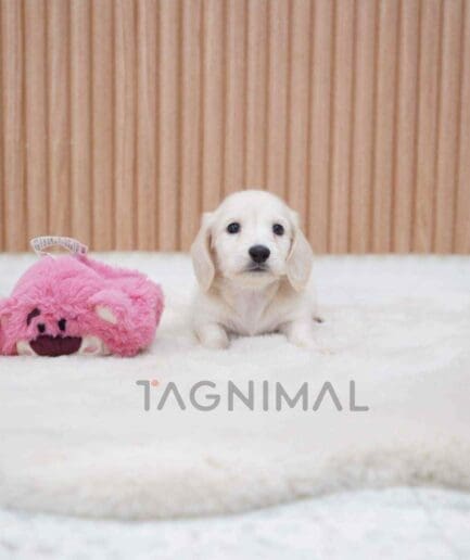 Dachshund puppy for sale, dog for sale at Tagnimal