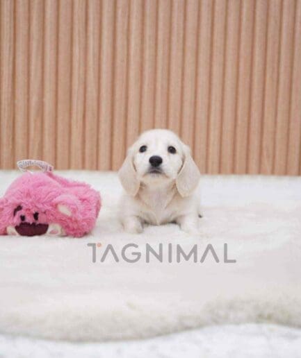Dachshund puppy for sale, dog for sale at Tagnimal