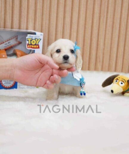 Dachshund puppy for sale, dog for sale at Tagnimal