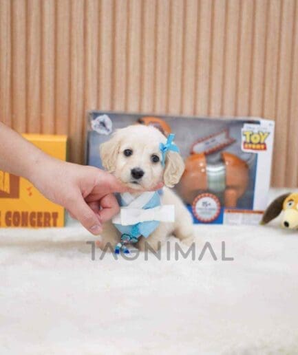 Dachshund puppy for sale, dog for sale at Tagnimal