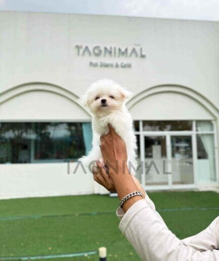 Maltese puppy for sale, dog for sale at Tagnimal