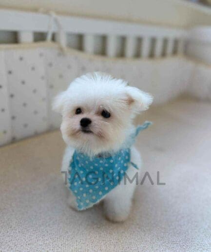 Maltese puppy for sale, dog for sale at Tagnimal