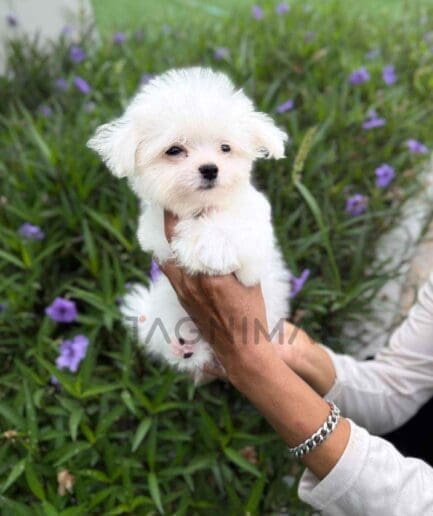 ขายลูกสุนัขมอลทีส ซื้อสุนัข ซื้อหมา ได้ที่ Tagnimal