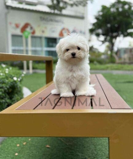 ขายลูกสุนัขมอลทีส ซื้อสุนัข ซื้อหมา ได้ที่ Tagnimal