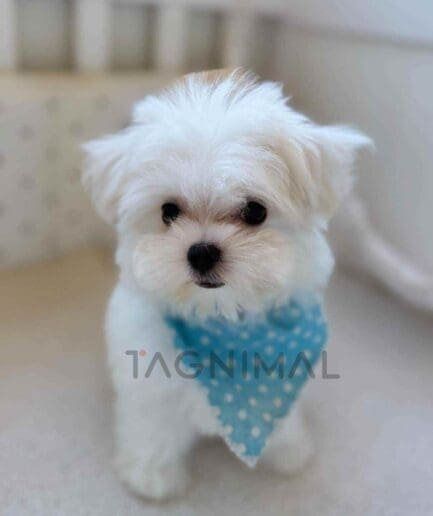 Maltese puppy for sale, dog for sale at Tagnimal