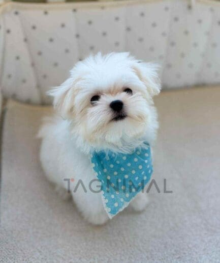 Maltese puppy for sale, dog for sale at Tagnimal