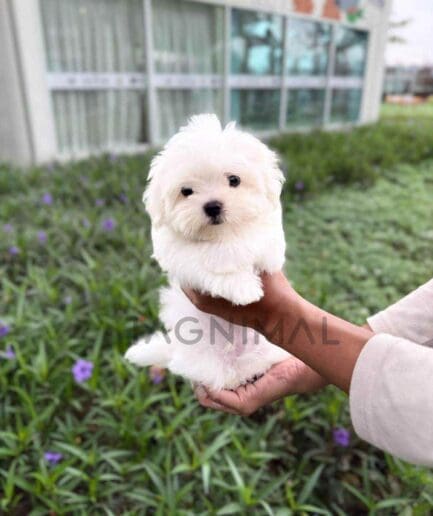ขายลูกสุนัขมอลทีส ซื้อสุนัข ซื้อหมา ได้ที่ Tagnimal