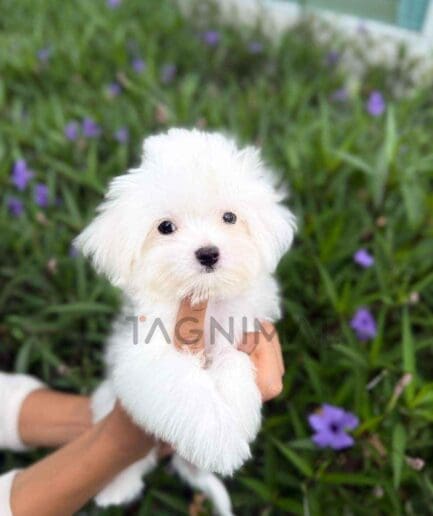 Maltese puppy for sale, dog for sale at Tagnimal