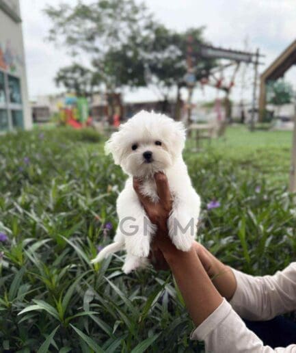 Maltese puppy for sale, dog for sale at Tagnimal