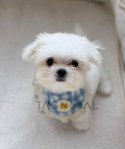 Maltese puppy for sale, dog for sale at Tagnimal