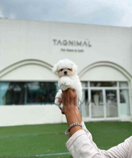 ขายลูกสุนัขมอลทีส ซื้อสุนัข ซื้อหมา ได้ที่ Tagnimal