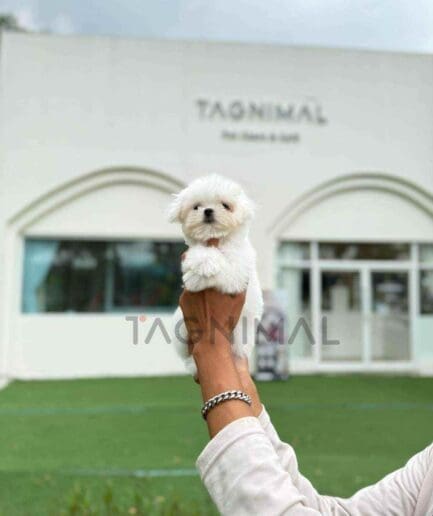 Maltese puppy for sale, dog for sale at Tagnimal