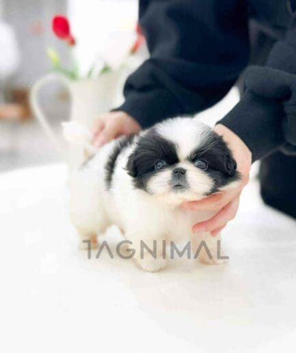 Pekingese puppy for sale, dog for sale at Tagnimal