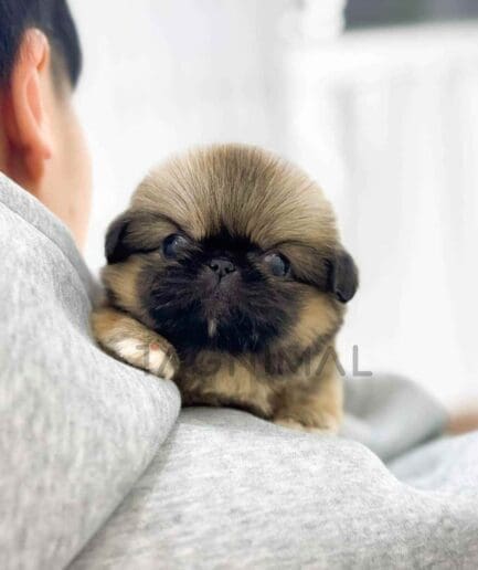 Pekingese puppy for sale, dog for sale at Tagnimal