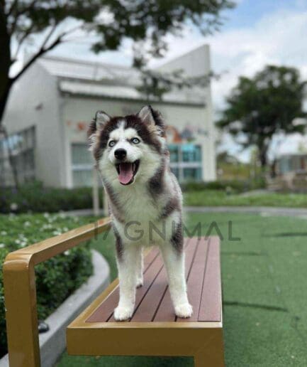 Pomsky puppy for sale, dog for sale at Tagnimal