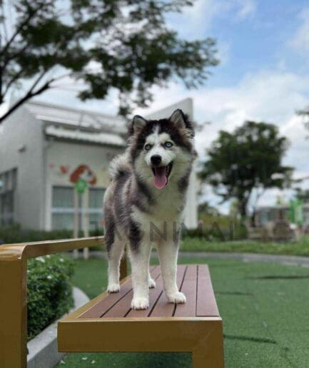 Pomsky puppy for sale, dog for sale at Tagnimal