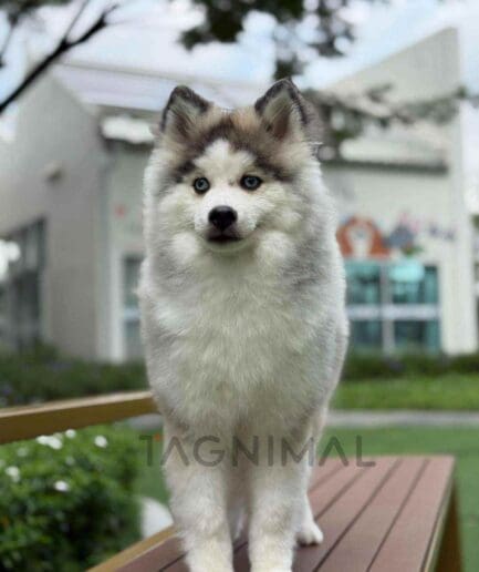 Pomsky puppy for sale, dog for sale at Tagnimal