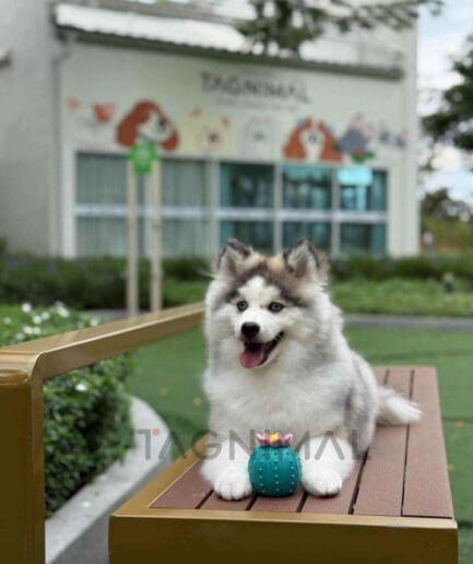 Pomsky puppy for sale, dog for sale at Tagnimal