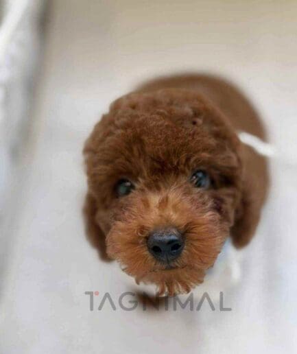 Poodle puppy for sale, dog for sale at Tagnimal