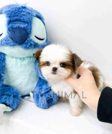 Shichi puppy for sale, dog for sale at Tagnimal