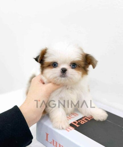 Shichi puppy for sale, dog for sale at Tagnimal