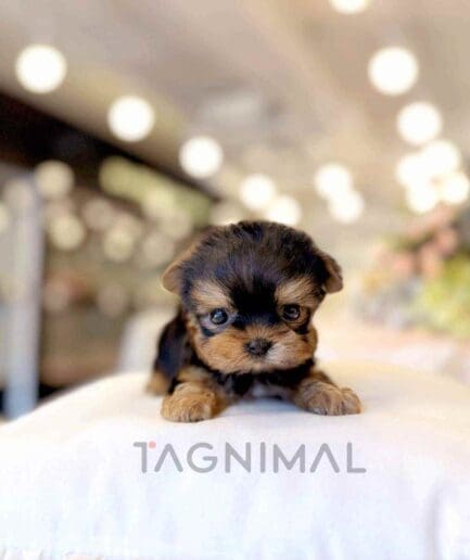 Yorkshire Terrier puppy for sale, dog for sale at Tagnimal