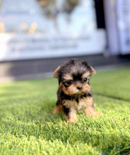 Yorkshire Terrier puppy for sale, dog for sale at Tagnimal