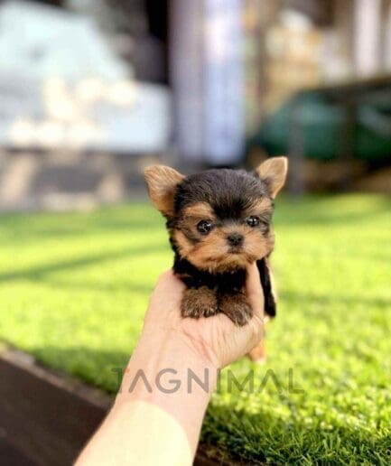 Yorkshire Terrier puppy for sale, dog for sale at Tagnimal