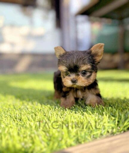 Yorkshire Terrier puppy for sale, dog for sale at Tagnimal