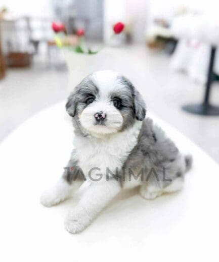 Aussiedoodle puppy for sale, dog for sale at Tagnimal