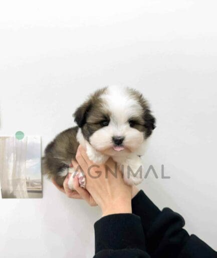 ขายลูกสุนัขออสซี่ดูเดิ้ล ซื้อสุนัข ซื้อหมา ได้ที่ Tagnimal