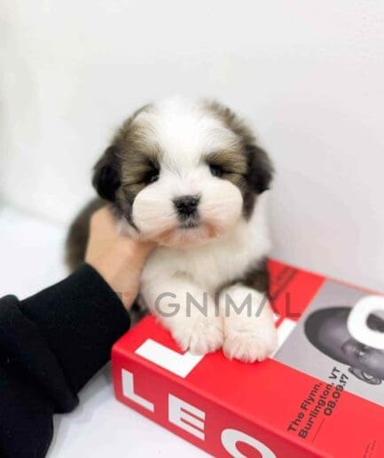 ขายลูกสุนัขออสซี่ดูเดิ้ล ซื้อสุนัข ซื้อหมา ได้ที่ Tagnimal