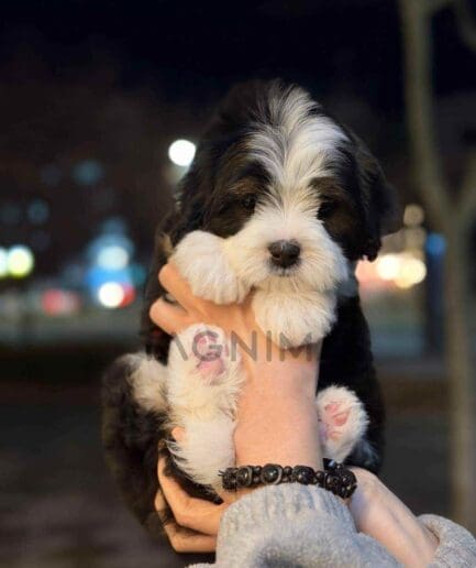 ขายลูกสุนัขเบอร์เนดูเดิ้ล ซื้อสุนัข ซื้อหมา ได้ที่ Tagnimal