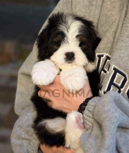 ขายลูกสุนัขเบอร์เนดูเดิ้ล ซื้อสุนัข ซื้อหมา ได้ที่ Tagnimal