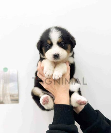 ขายลูกสุนัขเบอร์เนดูเดิ้ล ซื้อสุนัข ซื้อหมา ได้ที่ Tagnimal