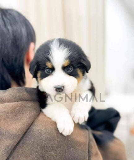 ขายลูกสุนัขเบอร์เนดูเดิ้ล ซื้อสุนัข ซื้อหมา ได้ที่ Tagnimal