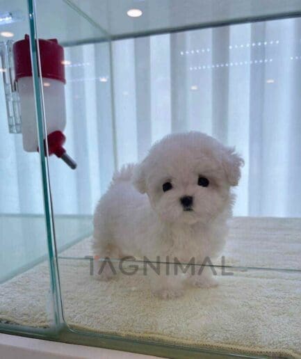Bichon puppy for sale, dog for sale at Tagnimal