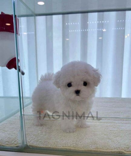 Bichon puppy for sale, dog for sale at Tagnimal